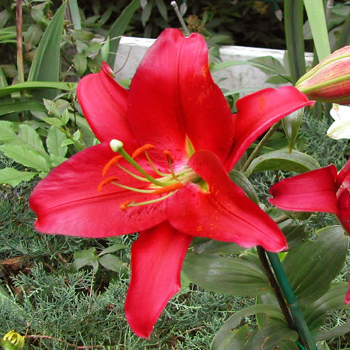 Lilium Arabian Red
